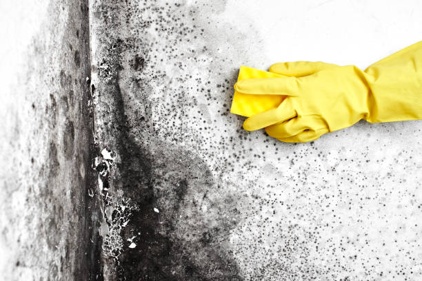 Mold Remediation for Rental Properties in Pinconning, MI