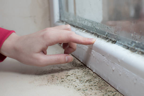 Best Environmental Consulting for Mold Prevention  in Pinconning, MI