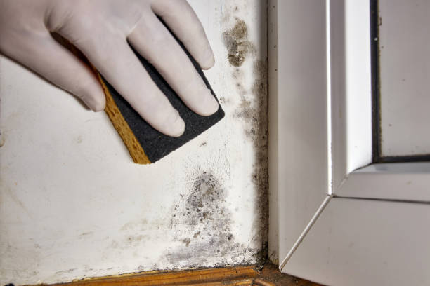 Best Mold Prevention Services  in Pinconning, MI