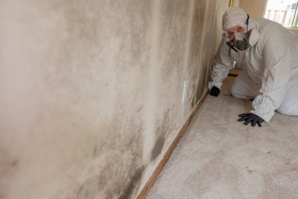 Best Forensic Mold Investigation  in Pinconning, MI